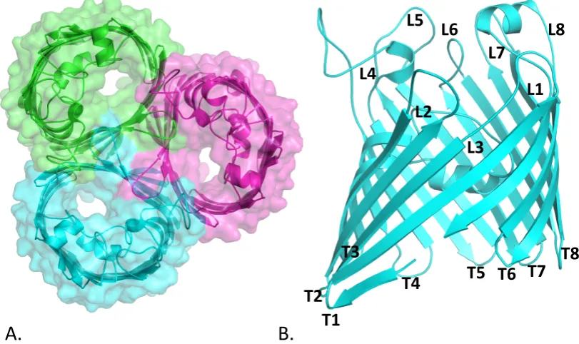 Figure 1.2: Cartoon representation of OmpC from E. coli. (A) Extracellular view of OmpC trimer (B) Side view of OmpC monomer