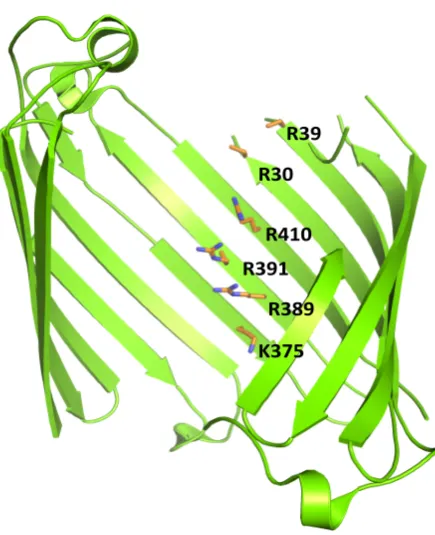 Figure 1.4: Basic ladder in OccD1 from Pseudomonas aeruginosa. OccD1 monomer is colored in green