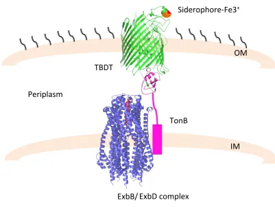 Figure 1.7: Schematic representation of TBDT mediated transport. Transport of the siderophore-Fe3+occurs via specific TBTD receptor (green, PDB code: 2GRX)
