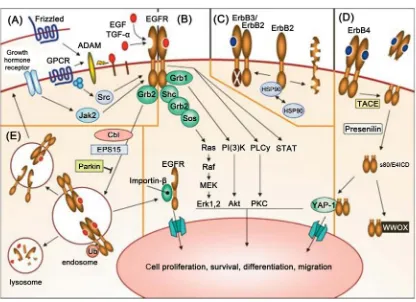 Figure 1. Schematic representation of the HER family and downstream pathways. 