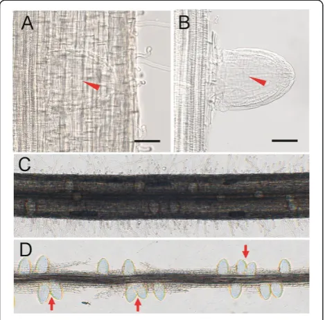 Figure 1 Dissection of the epidermal and ground tissues touncover the LRP in rice. (A) LRP was covered by epidermal andground tissues which disturb the observation greatly