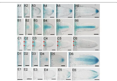 Figure 2 The process of LRP development in rice. (A)-(G) The observation of LRP development in rice using our easy quick method