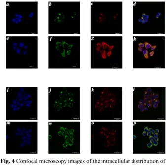 Fig. 5  a ~ d: confocal microscopy images of Hela cells co-stained with 