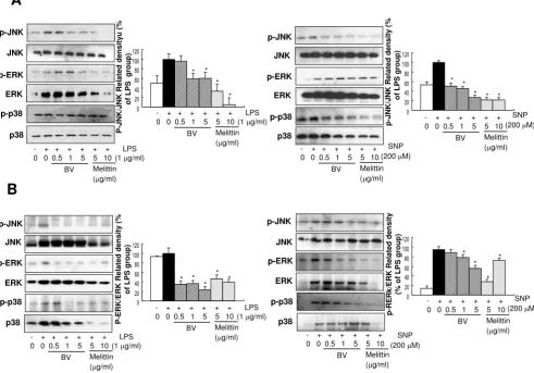 Figure 1Effect of melittin and bee venom on LPS and SNP-induced phosphorylation of MAPKsEffect of melittin and bee venom on LPS and SNP-induced phosphorylation of MAPKs