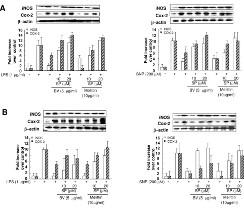 Figure 5SNPJNK inhibitor suppressed inhibitory effect of melittin and bee venom on the inflammatory gene expression induced by LPS or JNK inhibitor suppressed inhibitory effect of melittin and bee venom on the inflammatory gene expression induced by LPS or