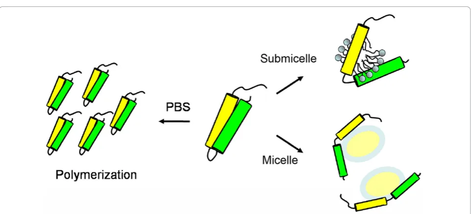 Figure 5 Proposed model. Schematic diagram for the apoE-(72-166) peptides in PBS, 5 mM DHPC submicelles, and 50 mM DHPC micelles