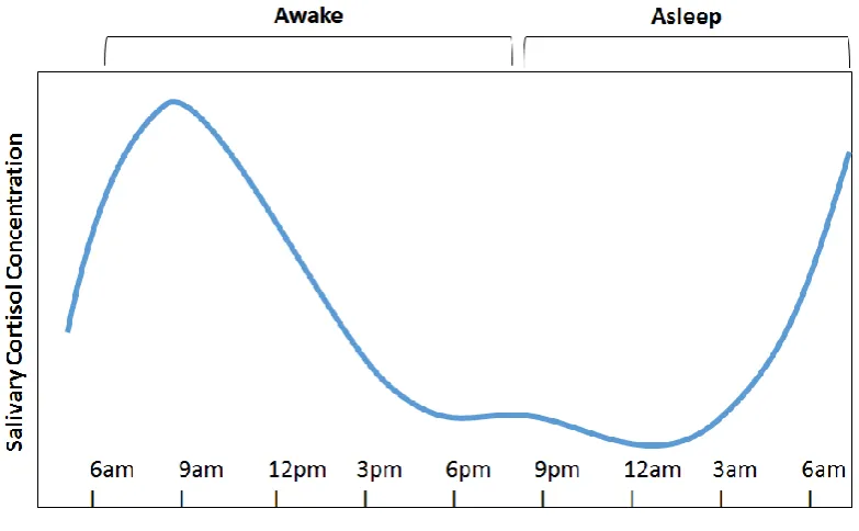 Figure 1.3 Typical diurnal cortisol variation illustration. In healthy individuals, a 24-hour cycle of cortisol activity exists