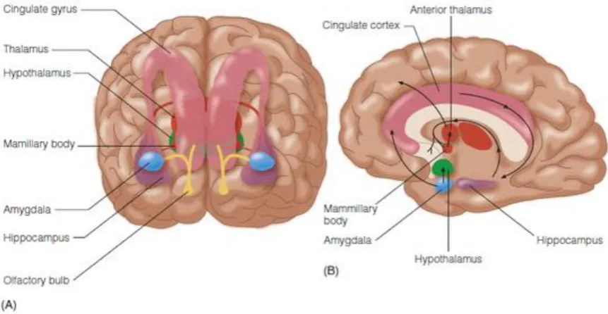Figure 1.7 Anatomy of the limbic system. Illustration of the main structures of the limbic system including the hippocampus in purple, the hypothalamus in green, the amygdala in blue, and the thalamus in red