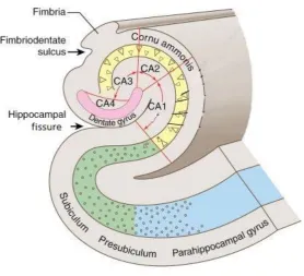 Figure 1.8 Illustration of hippocampus structure. The hippocampus is comprised of the dentate gyrus represented in pink, the CA region represented in yellow, the subiculum marked in green, and the parahippocampal gryus illustrated in blue