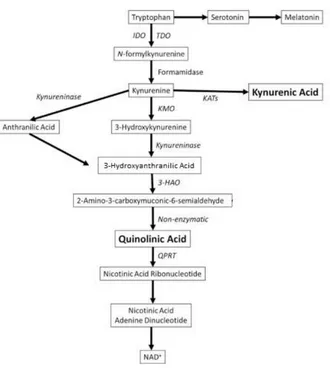 Figure 1.10 Tryptophan metabolism to serotonin and kynurenine. Diagrammatic illustration of the kynurenine pathway of tryptophan metabolism