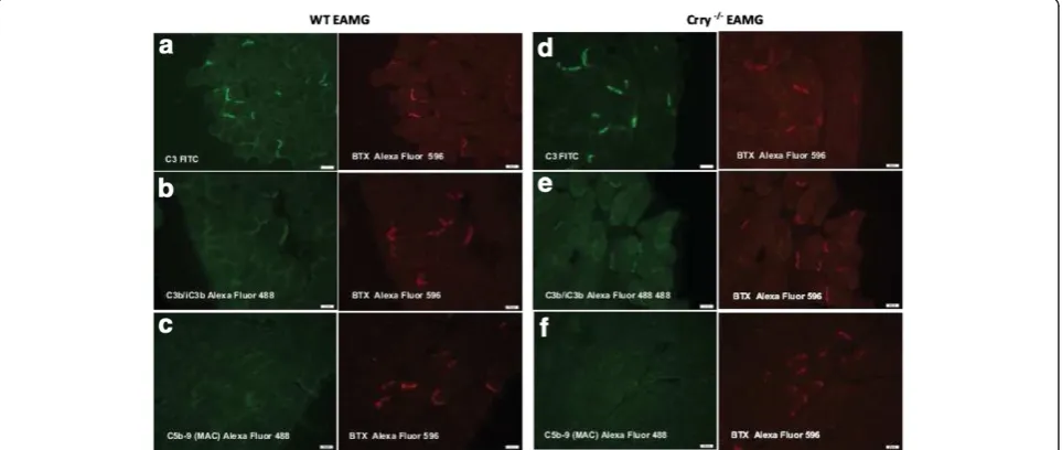 Figure 3 a, b, c, d. The level of anti-AChR specific complement fixing antibodies IgG2b and IgG2c is augmented in Crry −/− EAMG mice.The amount of antibodies produced was determined by ELISA and the level of anti-AChR antibodies production is expressed in 