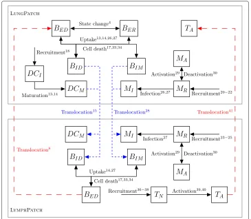 Fig. 3 Schematic for the dynamics of TBMetapopPy using topology A. Arrows indicate possible transitionroutes of members between compartments