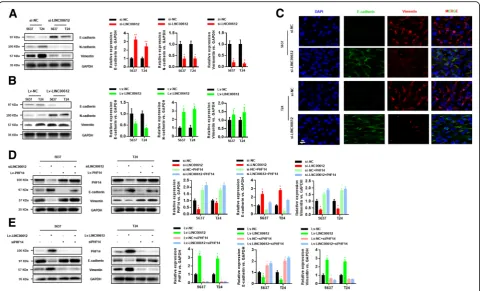 Fig. 7 Western blot analysis was performed to evaluate the expression of E-cadherin, N-cadherin, and vimentin proteins in 5637 and T24 cells afterLINC00612LINC00612 knockdown (a) and overexpression (b)