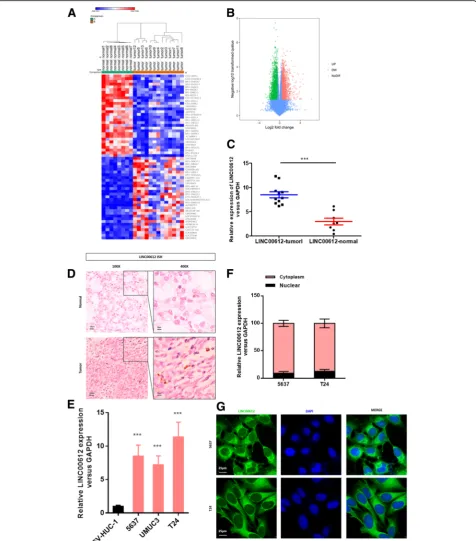 Fig. 1 LINC00612ofin the cytoplasm, according to the nuclear mass separation assay (In situ hybridization detection of is upregulated in bladder cancer (BC) tissues and cell lines