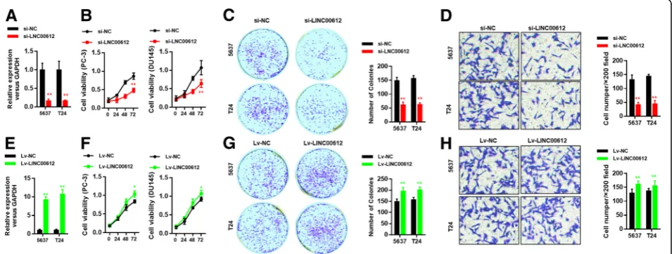 Fig. 2 LINC00612 promotes cell proliferation and invasion of BC cells in vitro. a Efficiency of LINC00612 expression in LINC00612 downregulated5673 and T24 cells was evaluated via RT-qPCR