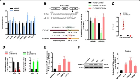 Fig. 5 PHF14(5637, UMUC3, and T24) and human bladder epithelium immortalized cells (SV-HUC-1)