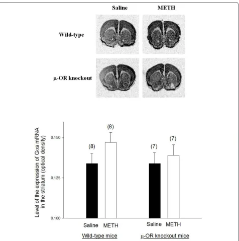 Figure 3 The expression of Glevels in the brain sections were analyzed byof mice are presented at the top of the figure