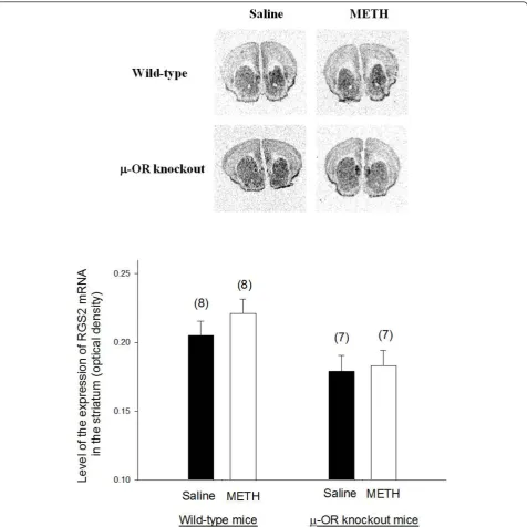 Figure 4 The expression of RGS2 mRNA in the brains of METH-sensitized wild-type andRGS2 mRNA levels were the same as described in Fig
