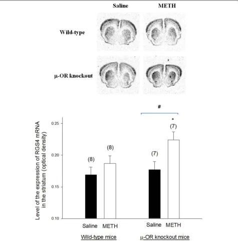 Figure 5 The expression of RGS4 mRNA in the brains of METH-sensitized wild-type andRGS4 mRNA levels were the same as described in Fig