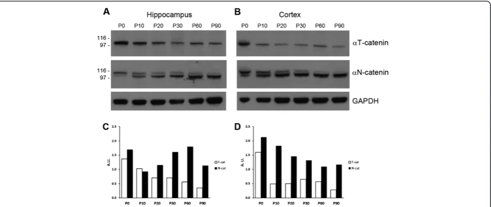 Figure 4 Expression analysis ofcortex ctnna3 in mouse brain. Western blot analysis of αT-catenin and αN-catenin in mouse hippocampus (A) and (B) at different developmental stages (from P0 to P90)