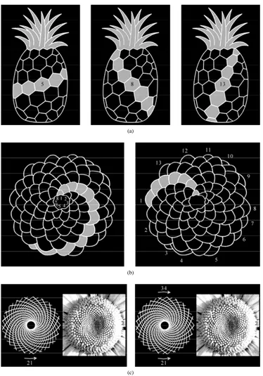 Figure 2. Geometric models of phyllotaxis structures: (а) pineapple; (b) pine cone; (c) head of sunflower