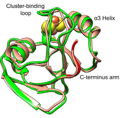 Fig. 1. The crystal structure of HaPux (green with the C-terminus arm highlighted in red; this work, PDB code: 4LTU) of P450cam system from the CYP199A4 system from Rhodopseudomonas palustris HaA2 overlaid with Pdx (peach, PDB code: 1R7S) of the Pseudomona