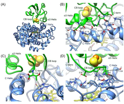 Fig. 6. The rigid-body structure of a CYP199A2-HaPux complex derived from best-fit of distance and angle restraints from black springs and hydrogen bonds or salt bridges as red dashed lines