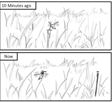 Fig. 1 Rufous hummingbirds prioritize spatial information over beacons.When a feeder is moved a short distance, rufous hummingbirds willsearch where the feeder used to be, even if the feeder is still apparentlyvisible in its new location