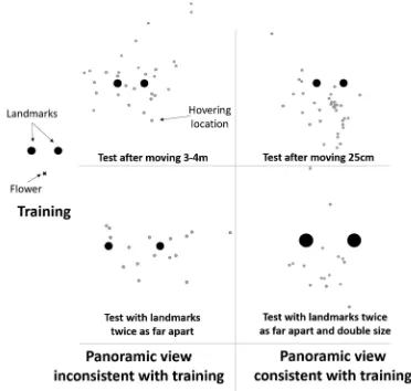 Fig. 2 Hummingbirds trained to find a flower is a constant position to a pair of landmarks, will search more on the correct side of the landmarks when thepanoramic view is consistent with training, even if the absolute distances between the landmarks have doubled