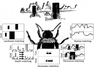 Fig. 3 Some of the many suggested ways in which navigating insects could match a remembered view of a goal location