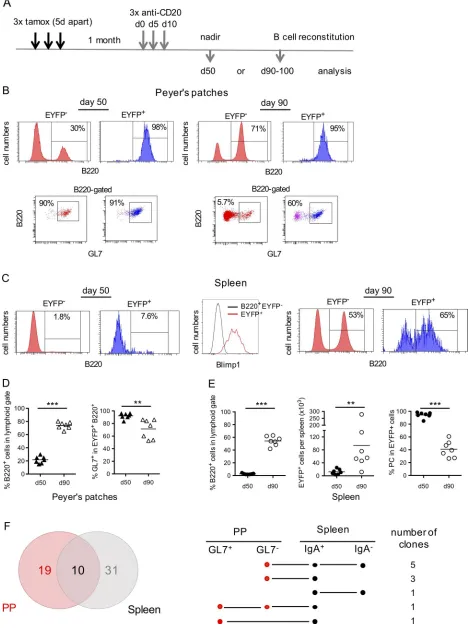 Figure 7. Anti-CD20 depletion reveals the replenishment of the splenic EYFPmediated depletion was performed by three injections, 5 d apart, 1 mo after tamoxifen labeling