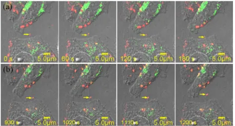 Figure 7. Time-lapse micrographs showing the transport of QD aggregates (marked with yellow arrows) along a TNT between two QGY cells