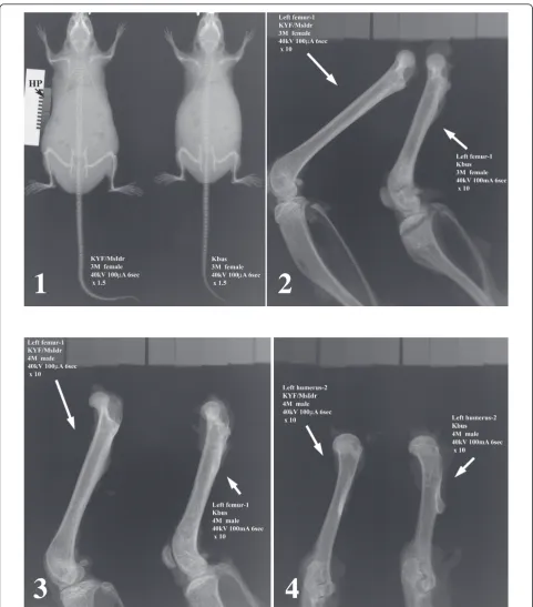 Figure 1 X-ray examination for assessing skeletal deformation and mineralization defects in Kbus mice