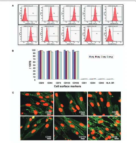 Figure 2 The hADSCs expressed a unique set of CD markersfor CD29, CD44, CD73, CD105 and CD166 with expression rates all up to 95%, but negative for CD31, CD34, CD45 and HLA-DR