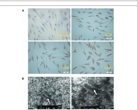 Figure 5 Osteogenic differentiation of hADSCs. Compared to non-induced control (A), Alkaline phosphatase staining was increased afterbeing induced for 2 weeks (B) (Bars = 100 μm) and ALP activity was quantified by PNPP analysis (C)