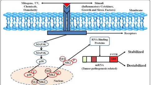Fig. 1 p38MAPK signalling cascade. A multitude of extracellular stimuli and mitogens lead to the activation of p38MAPK signalling pathwayconsisting of a kinase network as diagrammatically represented in the figure