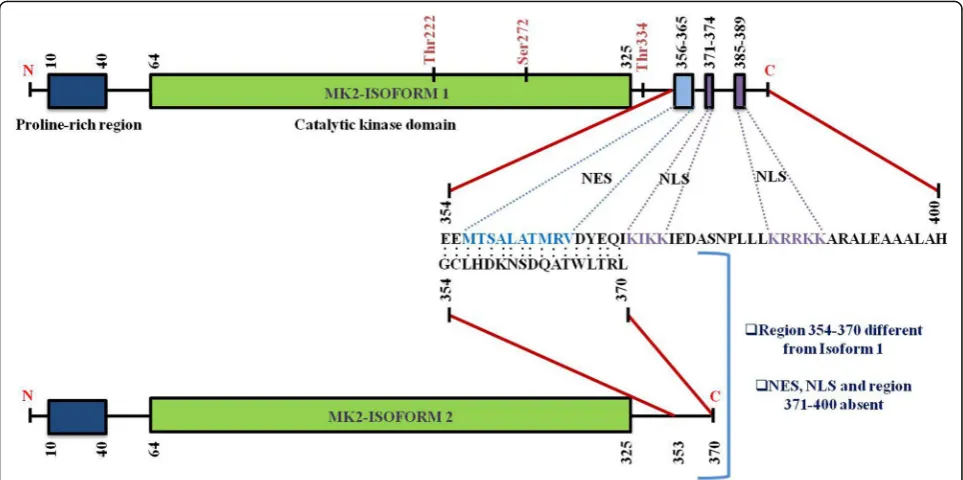 Fig. 2 Structure of MK2 and its isoforms. Figure presents the schematic representation of M2 (Isoform 1 and 2) structure with numbershighlighting the amino-acid (a.a.) residues of various domains