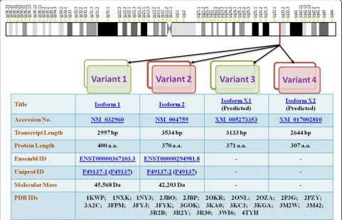 Fig. 3 MK2 variants. Pictorial representation of the chromosomal location of MK2 and its various variants is provided in the figure