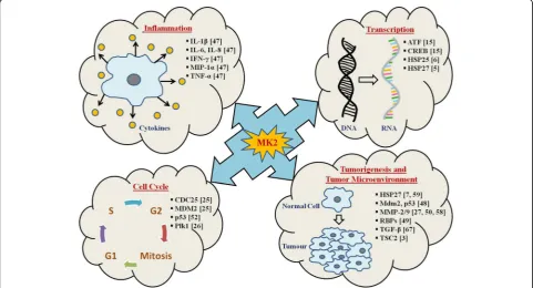 Fig. 4 MK2 is the master regulator of tumorigenesis. The figure represents a list of MK2-regulated downstream substrates (with correspondingreferences highlighted in bracket) in various cellular pathways