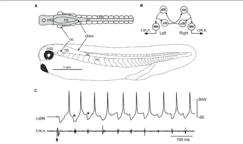 FIGURE 1 | Fictive swimming in a stage 37/38 tadpole and the neural circuit controlling swimming.activity at the beginning of an episode of ﬁctive swimming started by electrical stimulation to the head skin (arrow)