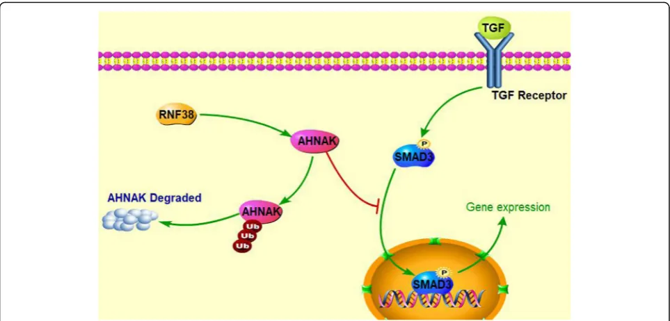 Fig. 6 Model of high level of RNF38 on TGF-β/Smad signaling. RNF38 overexpression ubiquitinate and degrade AHNAK, which inhibit the p-Smadenteintor the nucleus