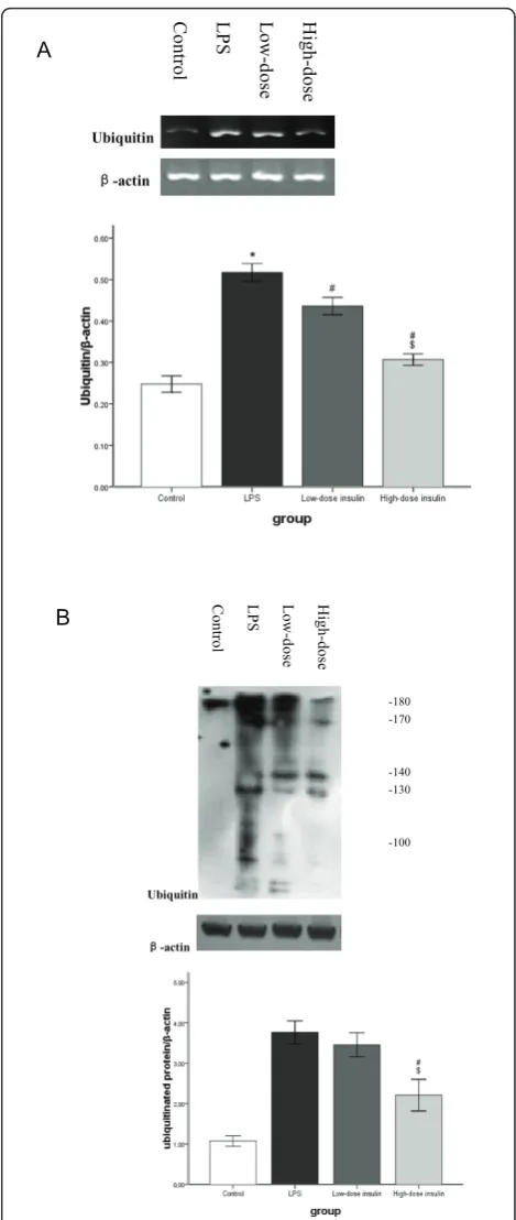 Figure 3 A. mRNA for Ub in gastrocnemius muscles measuredby semiquantitative RT-PCR normalized to b-actin