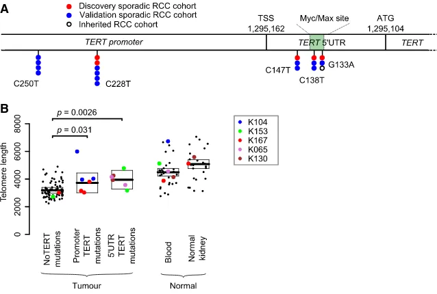 Figure 2. Recurrent Canonical and 50 UTRTERT Mutations Increase Telomere Length(A) The genomic location of the canonical pro-moter and 50 UTR mutations in this discoverycohort, a validation cohort (Table S5) and an in-herited clear cell renal cell carcinom
