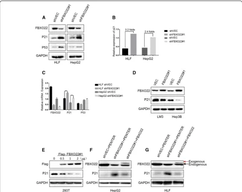 Fig. 3 FBXO22 regulates the protein levels of p21. (Flag, anti-p21, and anti-GAPDH antibodies, respectively