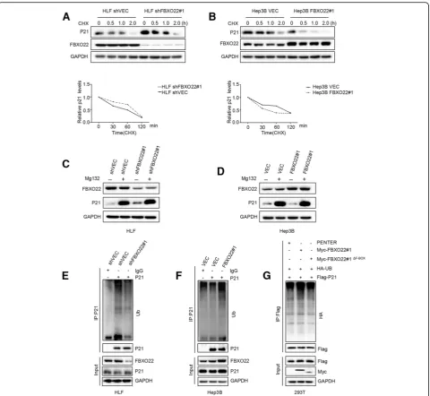 Fig. 5 FBX022 ubiquitinates p21 via the F-box domain (and immunoblotted for FBXO22, p21 and GAPDH