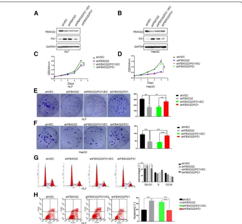 Fig. 6 FBXO22 promotes HCC cell growth by down-regulating the levels of p21 and affects cell cycle and apoptosis induced by DNA damage inwith the indicated lentiviral shRNAs