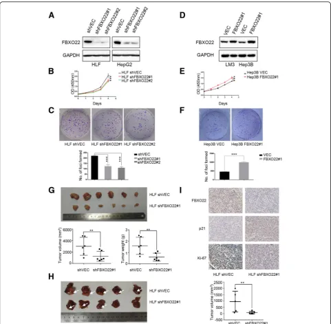 Fig. 2 FBXO22 promotes proliferation and tumorigenesis of HCC cells in vitro and in vivo