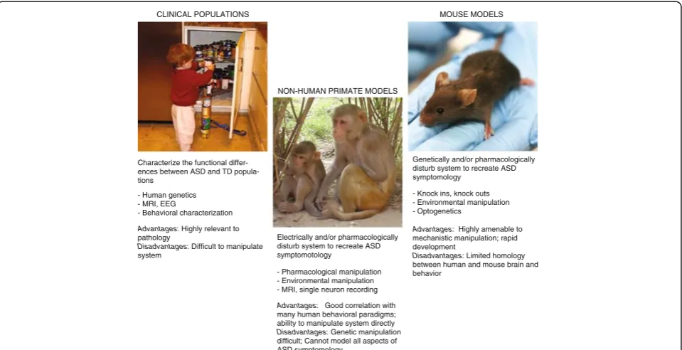Figure 1 A three-pronged approach to understanding and treating ASD. Progress in any individual research domain (human, mouse, orprimate-based studies) can be used to inform research directions in the other two domains