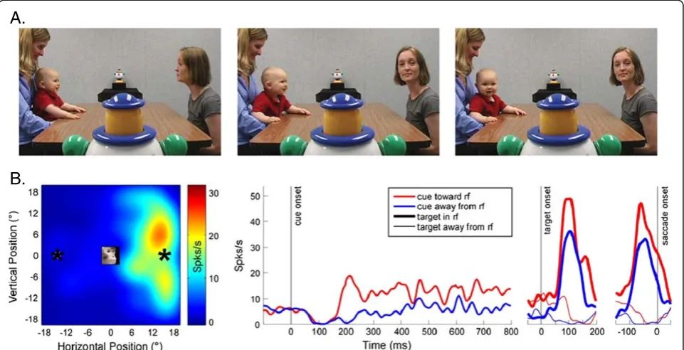 Figure 3 Both humans and monkeys follow othersintraparietal cortex (LIP) during a visual target selection task