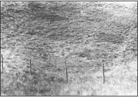Figure 14.  Experimental plot in high mountain bunch-grasslands.  Fall and spring burning is checked in combination with and without mineral fertilization for forage improvement.